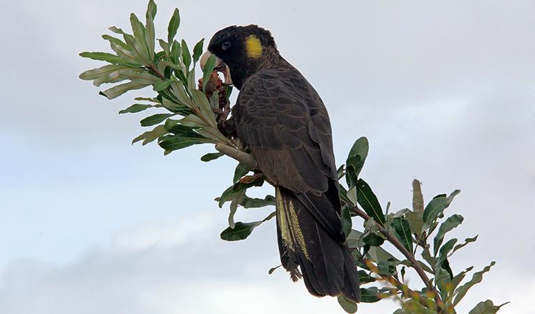 Black Cockatoo Cottages ヤナキー エクステリア 写真